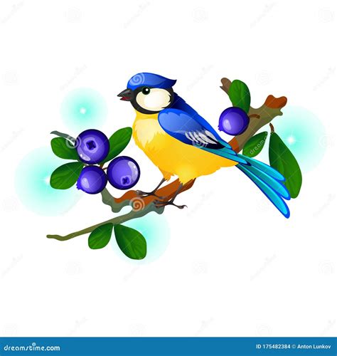 Blue And Yellow Bird Sitting On A Branch With Blue Berries Isolated On