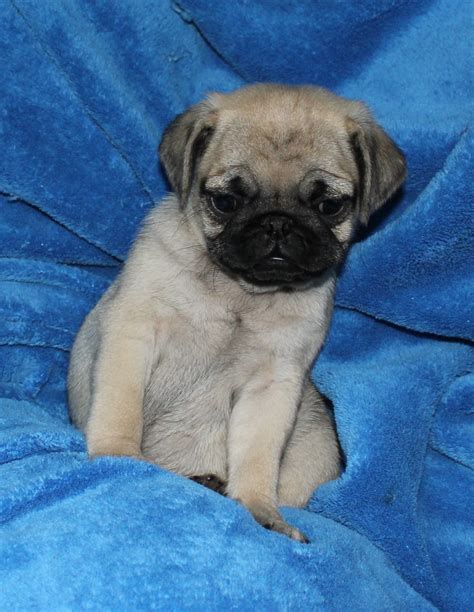 As well as the quality in the rare colors that have only. Pug Puppies Picture San Antonio - Dog Breeders Guide