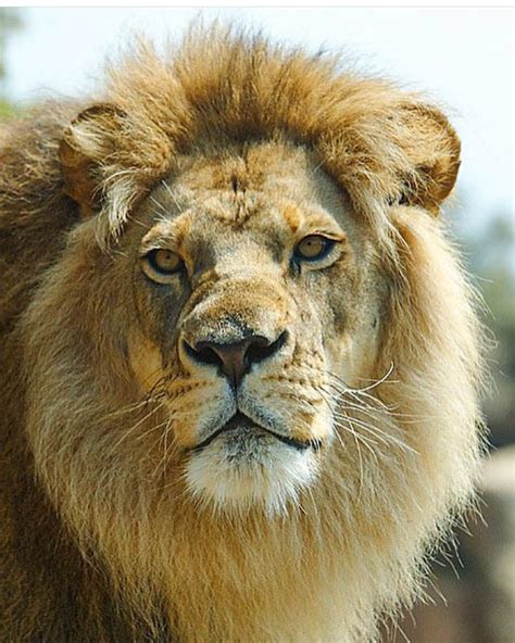 Santa Barbara Zoo euthanizes sickly, elderly lion - Santa Ynez Valley Star