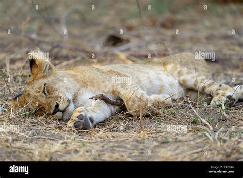 Baby Lion Sleeping Hi Res Stock Photography And Images Alamy