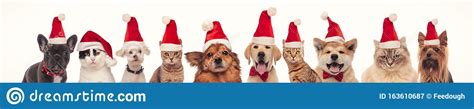 Many Cats And Dogs Wearing Santa Claus Hats For Christmas Stock Image