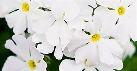 Bursting through the snow, your winter below you will find that we have listed the hardiness zones of the winter plants as well. 12 best winter flowers for Australian gardens | Country Style