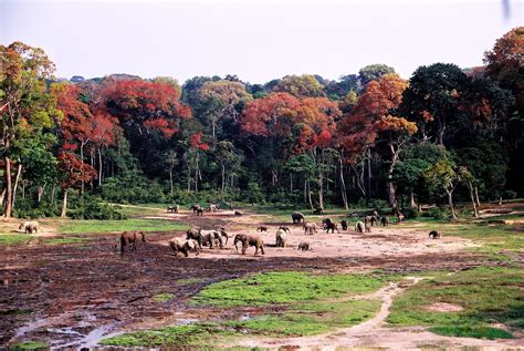 Sangha Trinational Camerun World Heritage Sites World Heritage