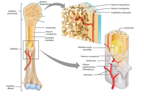 Examples of long bones include the. Estructura del hueso y funciones del calcio - Ana Torres