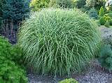 Images of Pool Landscaping With Ornamental Grasses