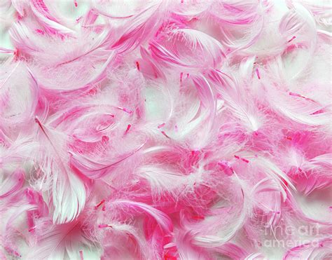 Pink Feathers Background Photograph By Michal Bednarek