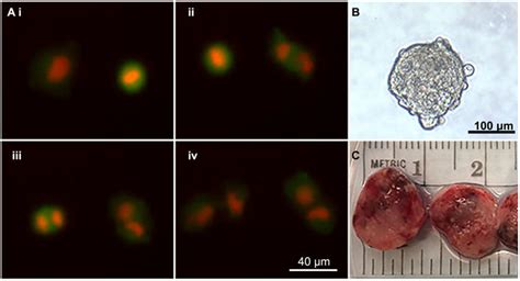 The processes excessive growth and reproduction cells and tissues. In vitro and in vivo modeling: a i-iv Real-time ...