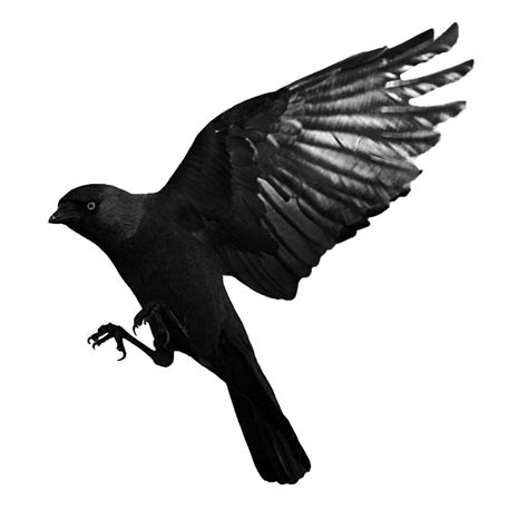 Download Raven Flying Transparent Hq Png Image Freepngimg