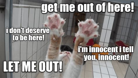 Let Me Out Lolcats Lol Cat Memes Funny Cats Funny Cat