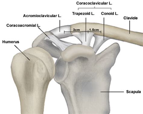 Acromioclavicular AC Joint Separations Andrew Dold MD Orthopedic