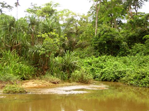 Congo Basin Rainforest Corinne Staley Flickr