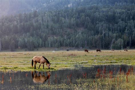 Mitcheci Photos Wyoming Wild Horses