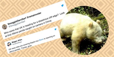 Albino Panda Photo Rare Animal Caught On Camera In China For The First