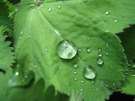 Wallpaper Leaves Water Nature Green Dew Leaf Flower Drop