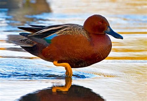 Cinnamon Teal By Jon Miller 500px Teal Duck Duck Breeds Duck Pictures