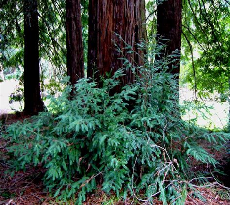 Sequoia Sempervirens Coast Redwood Native Here Nursery