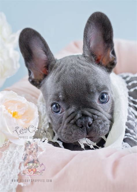 What is a teacup french bulldog? Blue Frenchie Puppies Davie Florida Teacup Puppies | Dog ...