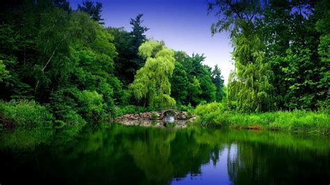 Beautiful Nature Tree With River Wallpaper