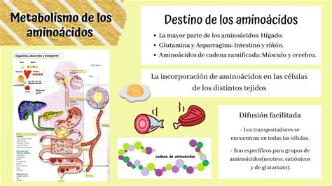 Metabolismo De Los Aminoácidos Brenda Cecilia Zapata Garabito Udocz
