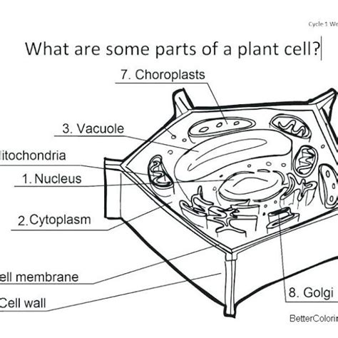 Plant Cell Coloring Pages Free Printable Coloring Pages