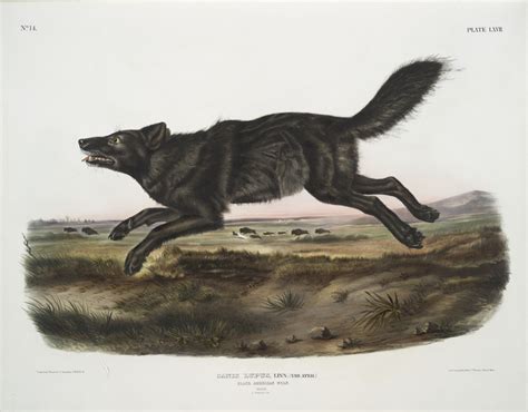 Abes Animals 2 Recently Extinct Wolves That Look Scary