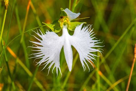 How To Grow And Care For White Egret Orchid