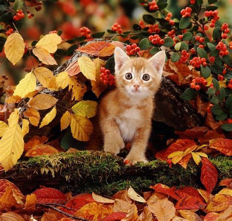 Kitten Playing In The Leaves Autumn Animals Cats And Kittens