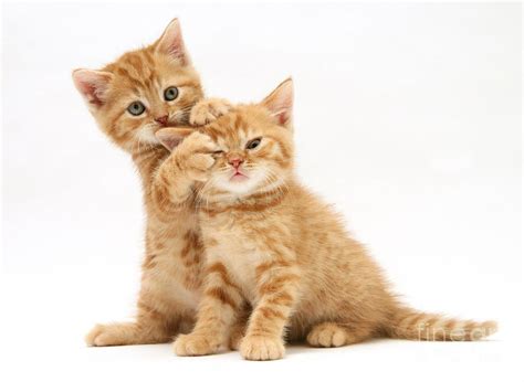Red Tabby Kittens Photograph By Jane Burton