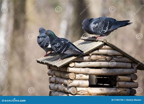 Three Pigeons Stock Photo Image Of Background Care Trunk 2784196