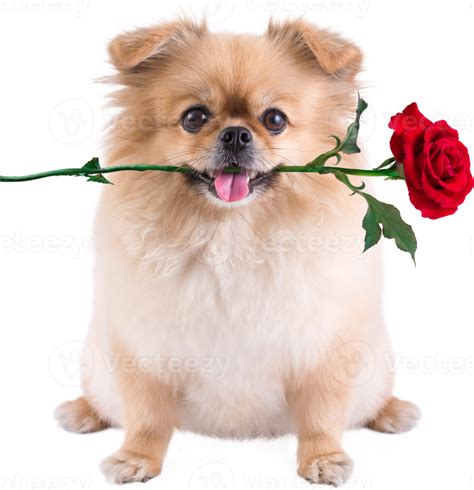 Cute Puppies Pomeranian Mixed Breed Pekingese Dog Sitting With Rose In