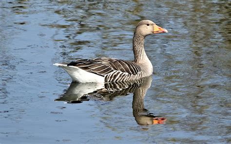 Greylag Goose Water Reflection Bird Goose Hd Wallpaper Peakpx