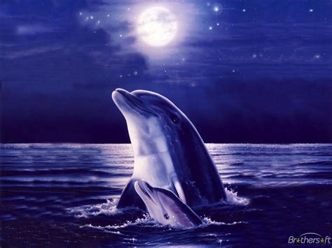 48 Free Animated Dolphin Screensavers Wallpaper On