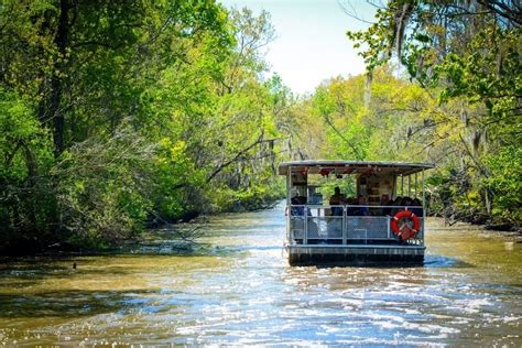 Best New Orleans Swamp Tours Tourscanner