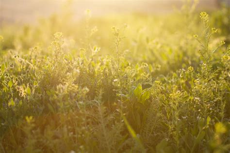 Spring Field Grass Over Sunlight Background Stock Image Image Of