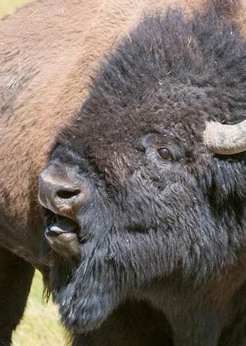 American Bison Fan Casting For Endangered Planet Mycast Fan Casting