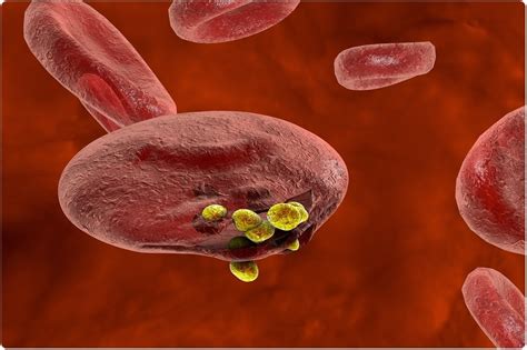 Discovery About How Malaria Moves Could Lead To New Therapies