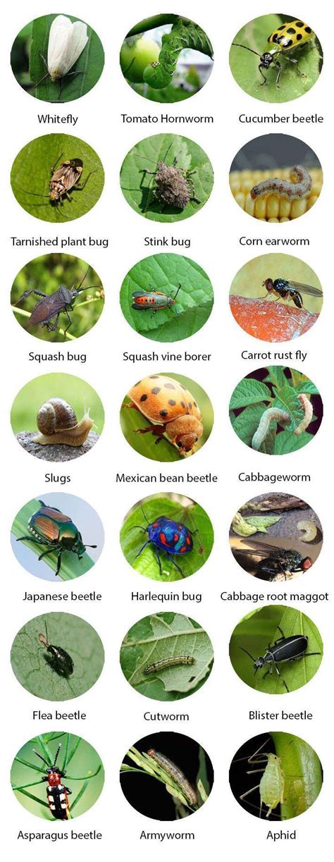 Garden Pests Identification Gardenpestsidentification Garden Pests