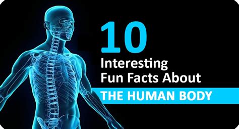 Interesting Facts About The Human Body Human Body Vrogue Co