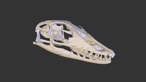 R 19190 Varanus Salvator Skull 3d Model By Museum Of Zoology