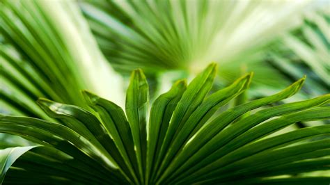 Wallpaper Green Leaves Close Up Blurry 2560x1600 Hd Picture Image