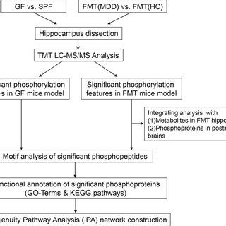 Stepwise Experimental Flowchart Depicting The Analysis Of This Study GF