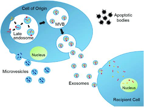Biogenesis Of Extracellular Vesicles Exosomes Are Assembled Within