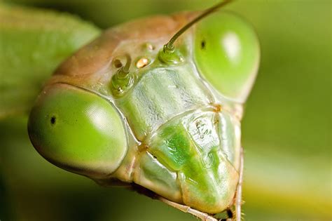 Is Is True Praying Mantis Eat Each Other After Sex Animals Eating