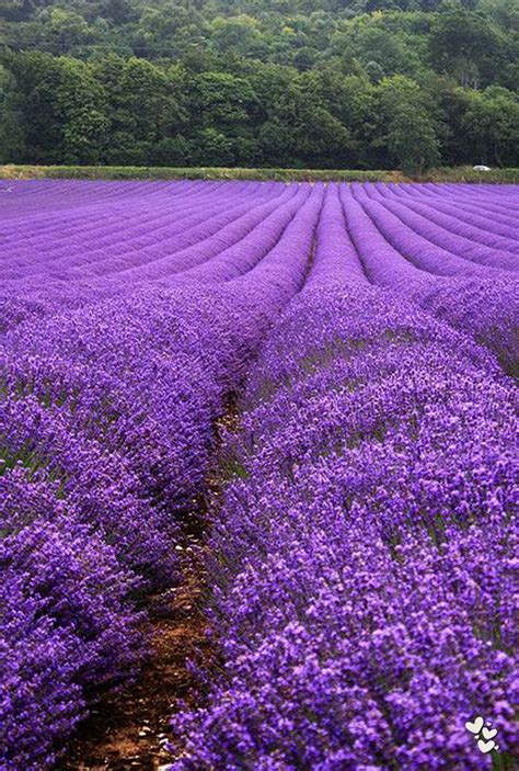 Blogjadore Lavender Fields Lavender Plant Lavender Garden