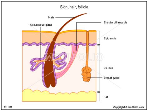 Skin Hair Follicle Illustrations