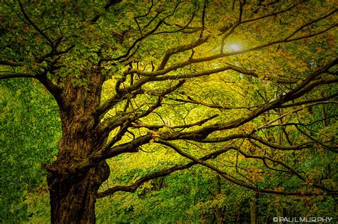 Backlit Tree Near Owen Sound Ontario Paul Murphy Flickr