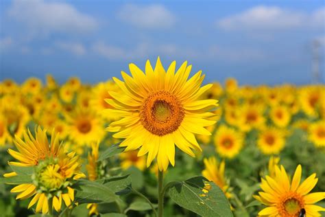 🌻 Best Sunflower Fields In Japan 7 Spots To Visit In Summer