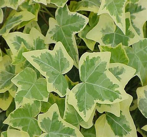 Gold Child Ivy Low Growing Ivy That Is Great For Containers Ivy