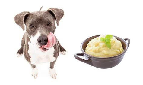 Potatoes are so versatile that they can be used to create so many delicious foods including delicious french after getting the answer to, can dog eat potatoes, the next question is can dogs eat sweet potatoes or not. Can Dogs Eat Mashed Potatoes? Or Are There Risks Involved?