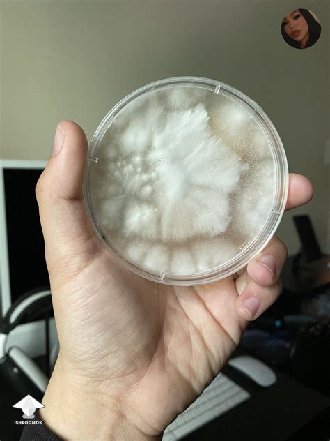 JMF Jedi Mind F*ck huge mushroom 95 g wet by Mycelia P